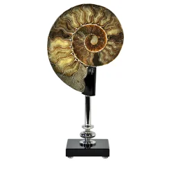 Giuliano Tincani Ammonite su vetro e base in ottone nichelato> Sculture Decorative