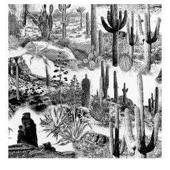 Wallpapers4Beginners Carta da Parati con Cactus in Bianco e Nero> Carte Da Parati