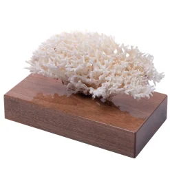 Marricreo Corallo Seriatopora Istrix su base di noce> Statuine