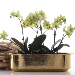 Zanetto Davanzale Window Box><noscript><img width=