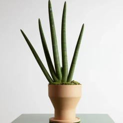 Internoitaliano Erba Set di vasi e sottovasi per piante in terracotta> Cachepot E Portavasi