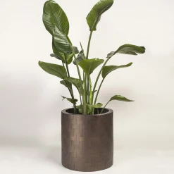 Splot Design Hedera Brown Medici Cachepot> Cachepot E Portavasi