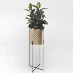 Splot Design Nexum Ottico 80 Oro Chachepot><noscript><img width=