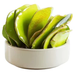 Arcucci Handmade Pianta di Aenonium in ceramica d.15cm> Statuine