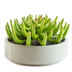 Arcucci Handmade Pianta in ceramica Piovra d.29> Sculture Decorative