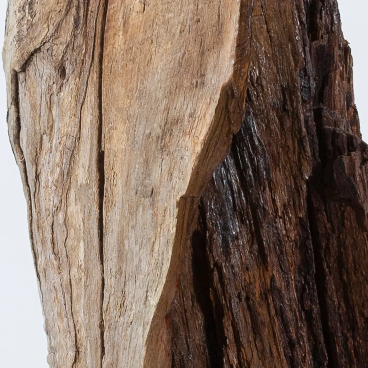 Omnibus Design Scultura marrone Per Mulieres II> Sculture Decorative