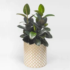 Splot Design Splot4flowers Cachepot ottico oro><noscript><img width=