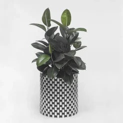 Splot Design Splot4flowers Cachepot ottico nero><noscript><img width=