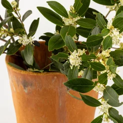 Agnes Duerrschnabel Atelier Vaso a calice arancione> Vasi Decorativi