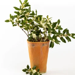 Agnes Duerrschnabel Atelier Vaso a calice arancione><noscript><img width=