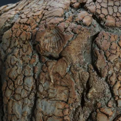 Terry Davies Vaso Decorativo Tuscany Seed Pod> Vasi Decorativi