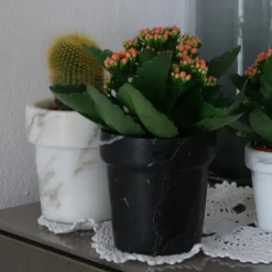 Carrara Home Design Vaso mini Cactus in marmo nero Marquina> Cachepot E Portavasi