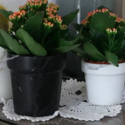 Carrara Home Design Vaso per mini cactus in marmo bianco di Calcutta> Cachepot E Portavasi