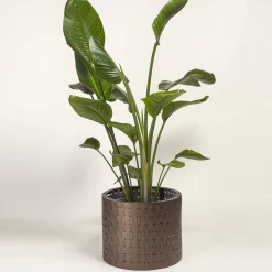 Splot Design Vitis Brown Medici Cachepot><noscript><img width=