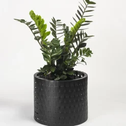 Splot Design Vitis Nero Abatellis Cachepot><noscript><img width=