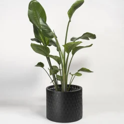 Splot Design Vitis Nero Abatellis Cachepot><noscript><img width=